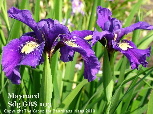 Maynard Sdg GBS 103 (3)